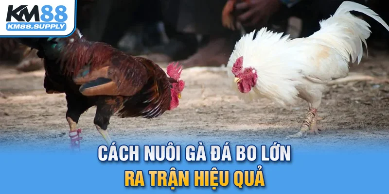 cách nuôi gà đá bo lớn