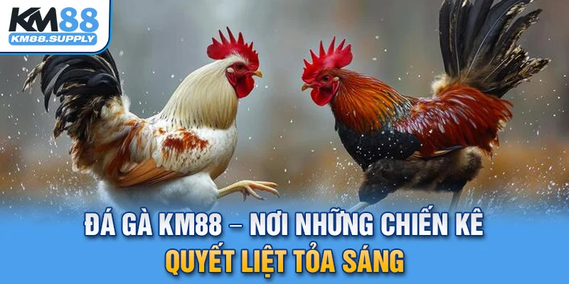 đá gà km88 trực tiếp từ trường gà thomo