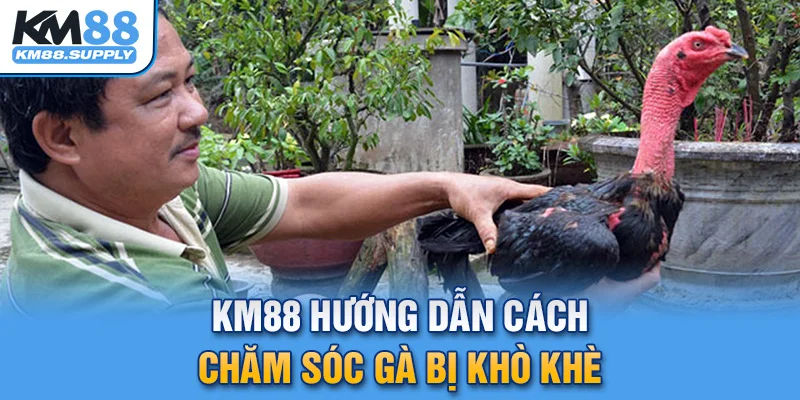 KM88 hướng dẫn cách chăm sóc gà bị khò khè