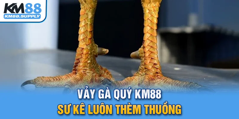 vảy gà quý KM88