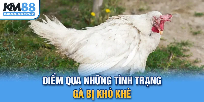 Điểm qua sơ lược về tình trạng gà bị khò khè