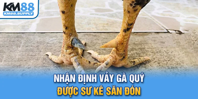 Vảy gà quý thường giúp chiến kê tăng khả năng thi đấu