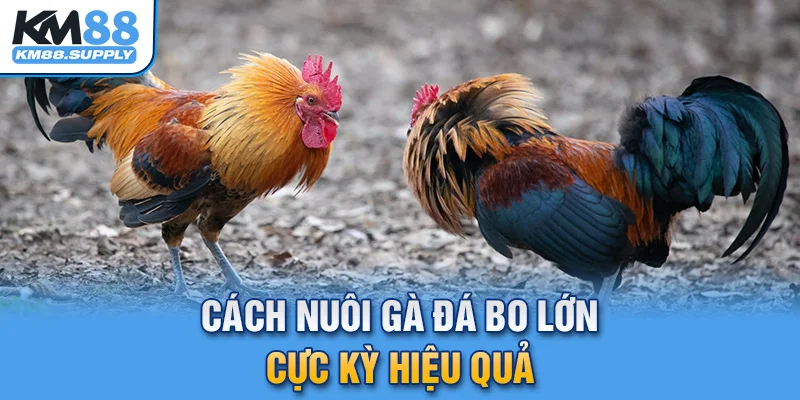 Chia sẻ 4 cách nuôi gà đá bo lớn cực kỳ hiệu quả dành cho tân thủ