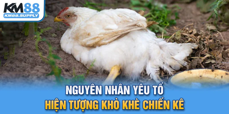 Có nhiều yếu tố dẫn đến việc hiện tượng khò khè ở kê chiến