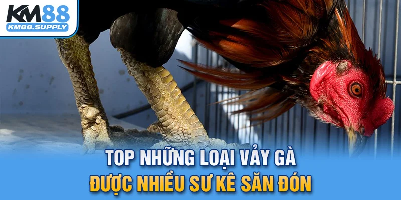 Loại vảy Khai Vương được nhiều kê thủ săn đón