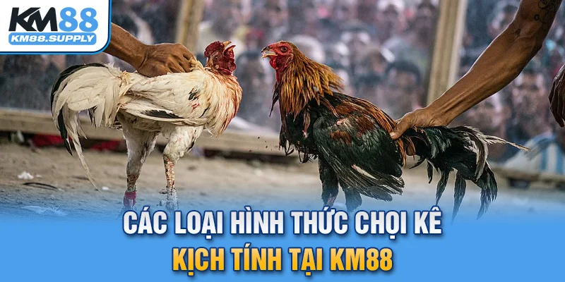 Những loại hình chọi kê kịch tính có thể bạn chưa biết