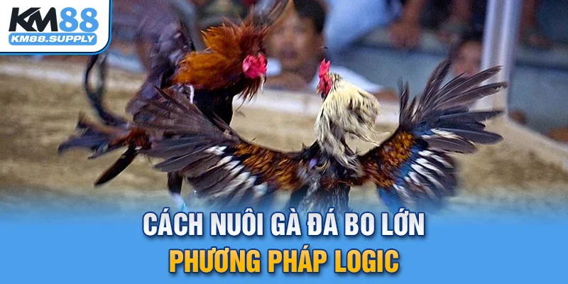 Cách nuôi gà đá bo lớn kết hợp phương pháp luyện tập logic