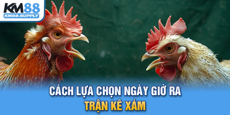 Cách lựa chọn ngày giờ ra trận cho từng mạng kê Xám