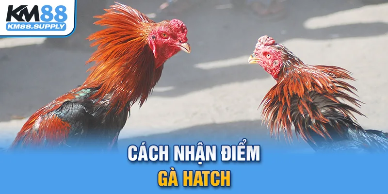 Nhận diện gà Hatch qua đôi chân màu xanh đẹp mắt