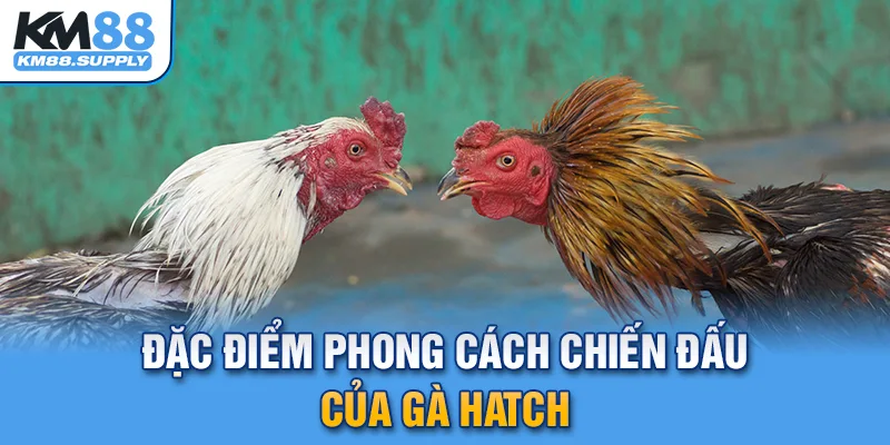 Đặc điểm phong cách gà Hatch