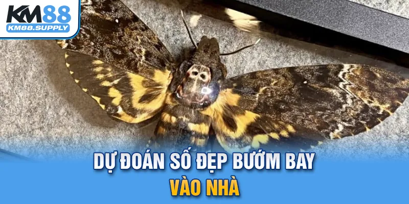 Dự đoán số đẹp bướm bay vào nhà