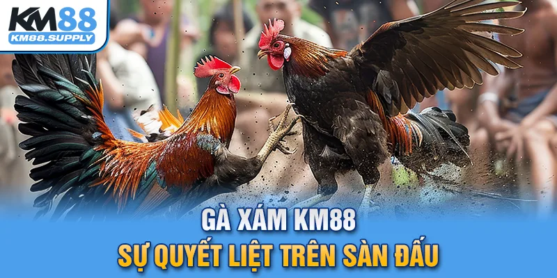 gà xám KM88