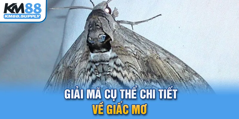 Giải mộng chi tiết hình ảnh bướm bay vào nhà