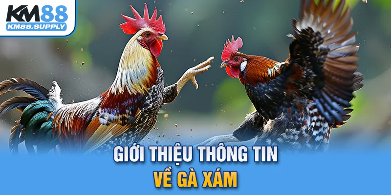 Thông tin sơ lược về gà Xám