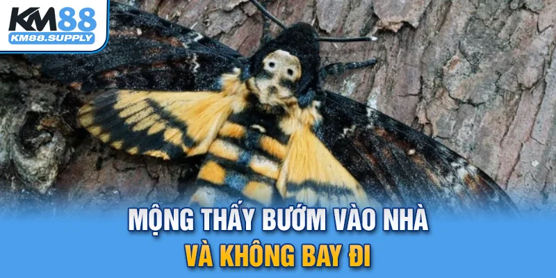 Mộng thấy bướm vào nhà và không bay đi