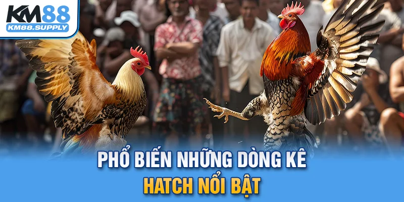 Phổ biến những dòng kê Hatch nổi bật bạn cần biết